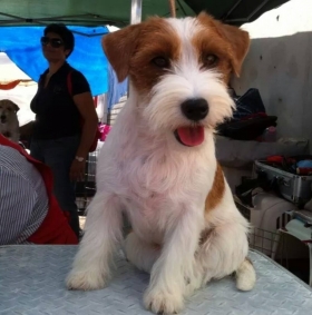 DEWIN PRECIOUS VICTORY (Vicky) - Top Jack Kennel Jack Russell